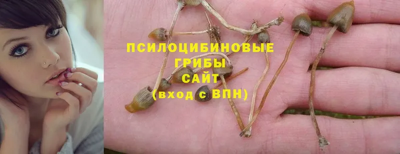 Галлюциногенные грибы GOLDEN TEACHER  OMG ТОР  Стрежевой  наркота 